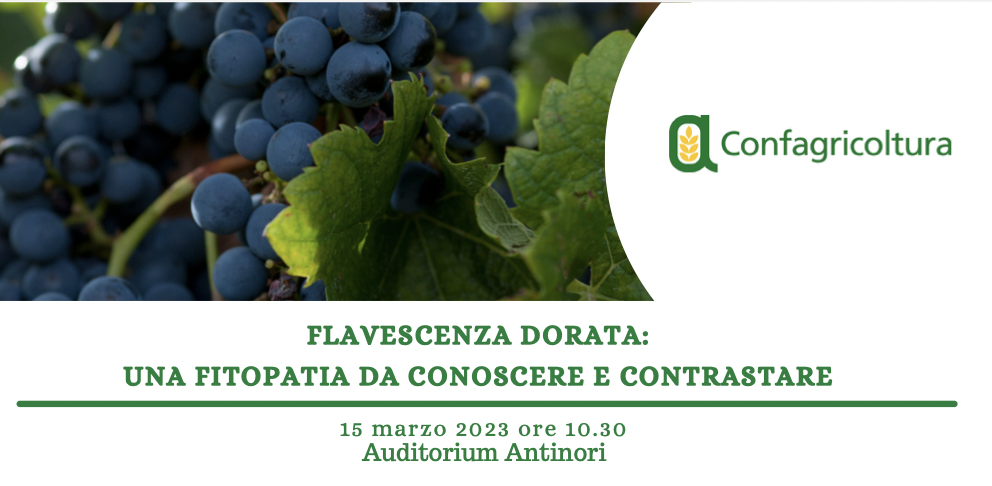 Flavescenza dorata: una fitopatia da conoscere e contrastare